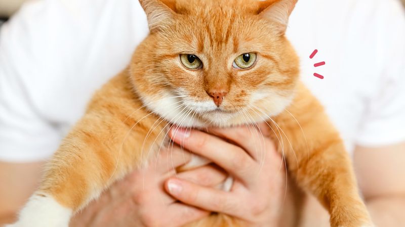 5 Resep Makanan Kucing, Penuhi Asupan Nutrisi Peliharaan Anda!
