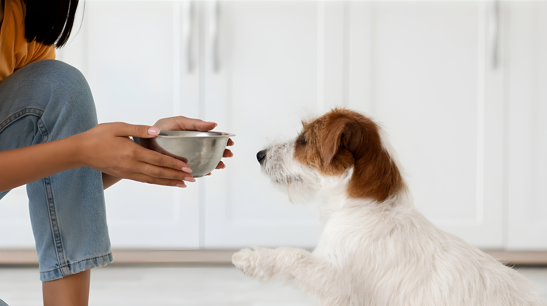 Solusi Nutrisi untuk Kulit Sensitif Anjing: Panduan Memilih Makanan yang Tepat
